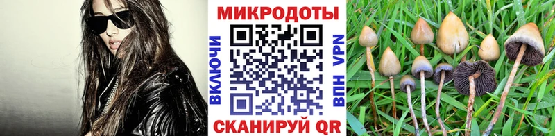 darknet как зайти Суворов Псилоцибиновые грибы GOLDEN TEACHER